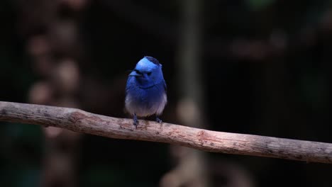 Camera-zooms-in-while-it-is-chirping-on-the-vine-and-wiping-its-beak-on-the-perch,-Black-naped-Monarch-Hypothymis-azurea,-Male,-Thailand