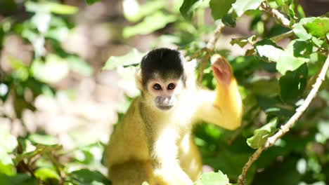 Mono-Ardilla-En-La-Selva-Jugando-En-Los-árboles