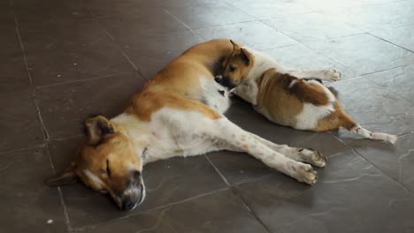 a brown street dog breastfeeding her starving puppy