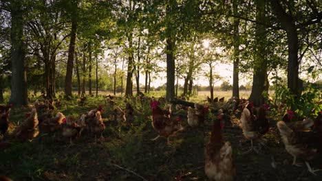 bandada de pollos libres de jaula vagando alrededor de árboles exuberantes en el pasto en la granja de huevos del medio oeste durante la hora dorada puesta de sol en cámara lenta