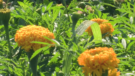 Three-yellow-clove-flowers-in-the-midst-of-green-foliage,-or-carnation-chabaud