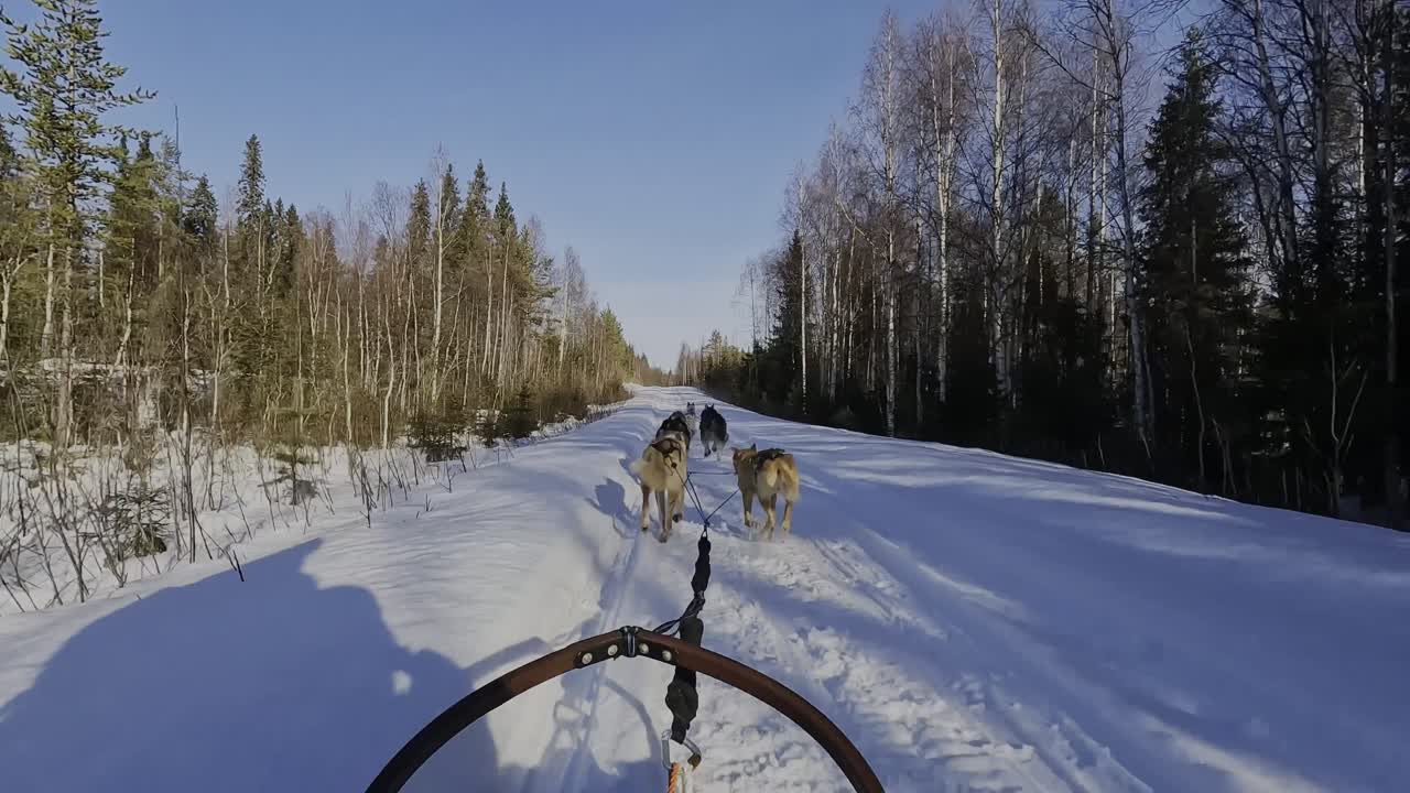 POV dall'abitacolo di una tradizionale slitta trainata da cani nella Lapponia svedese, team di husky che corre su una pista gelata rettilinea attraverso boschi boreali: il classico mezzo di trasporto dell'era artica trasformato in sport