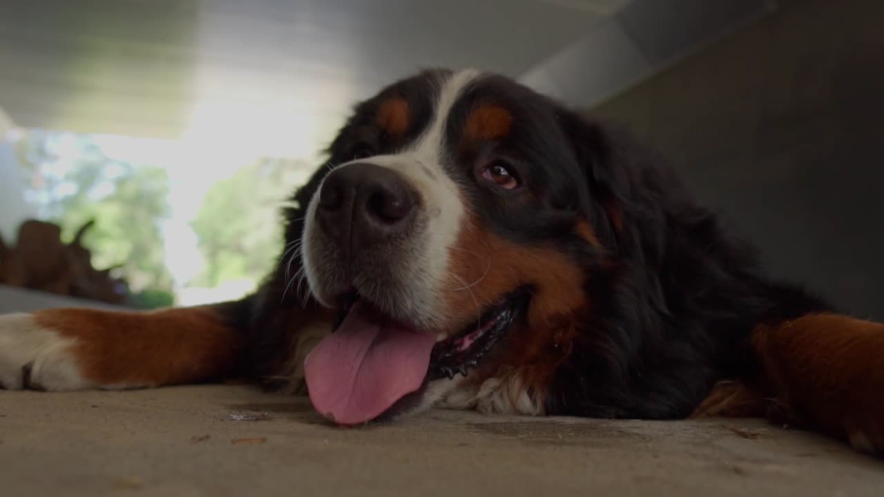 perro de montaña bernese bajo un paso subterráneo