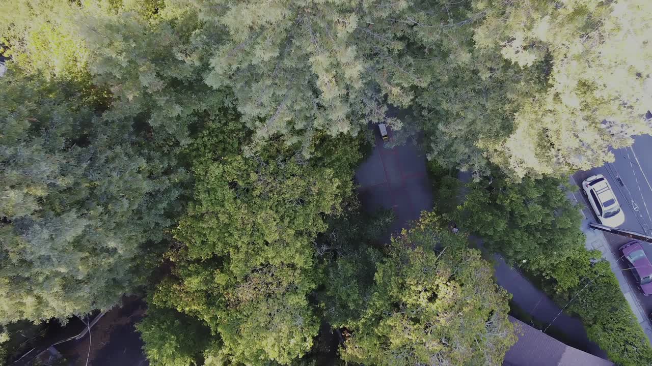 황혼녘에 숲 속 시골길을 달리는 자동차의 공중 하향식 전망