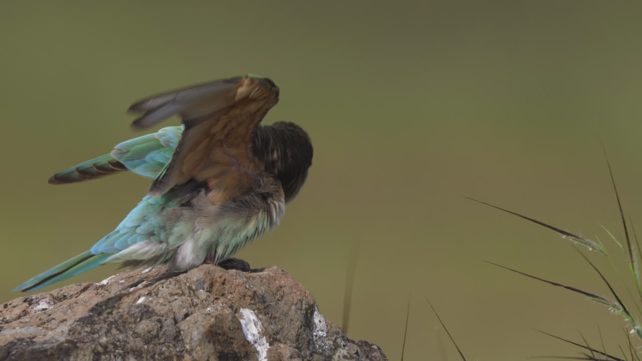 Blue Cheeked Bee-eater on a rock ruffles its feathers and stretches during early morning in grassland