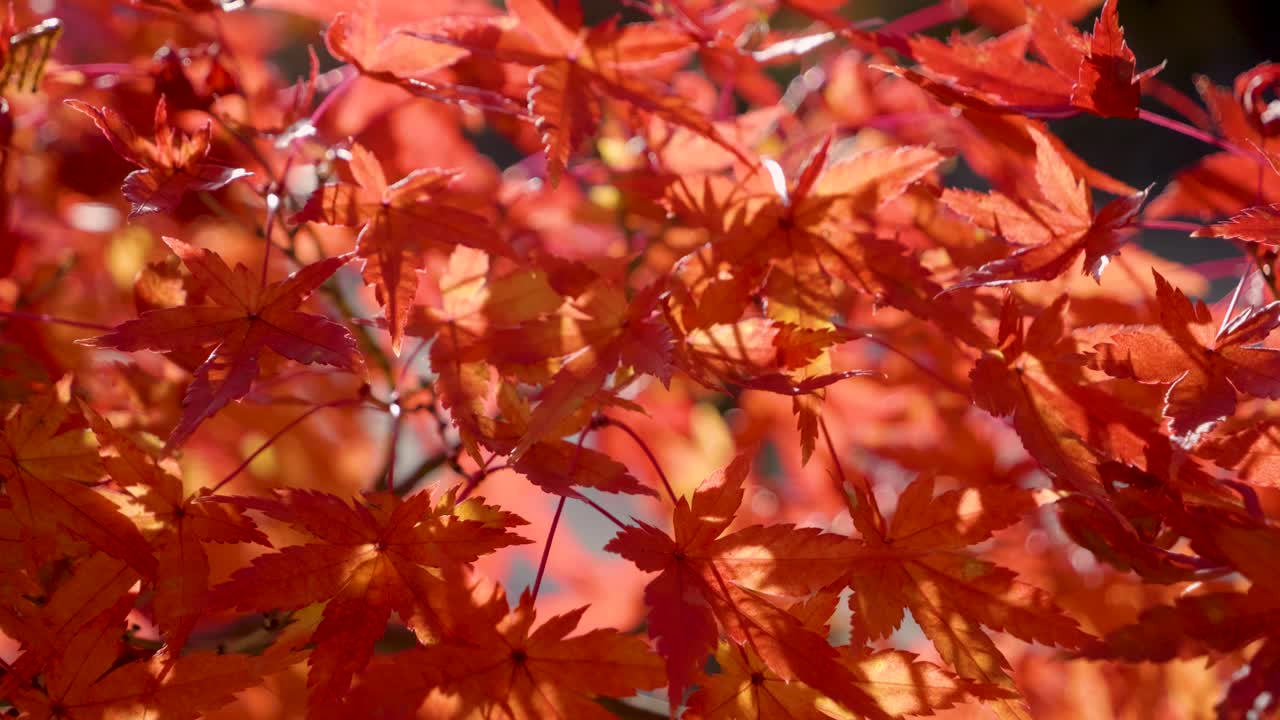 Cinematic macro slider over vibrant red autumn color leafs