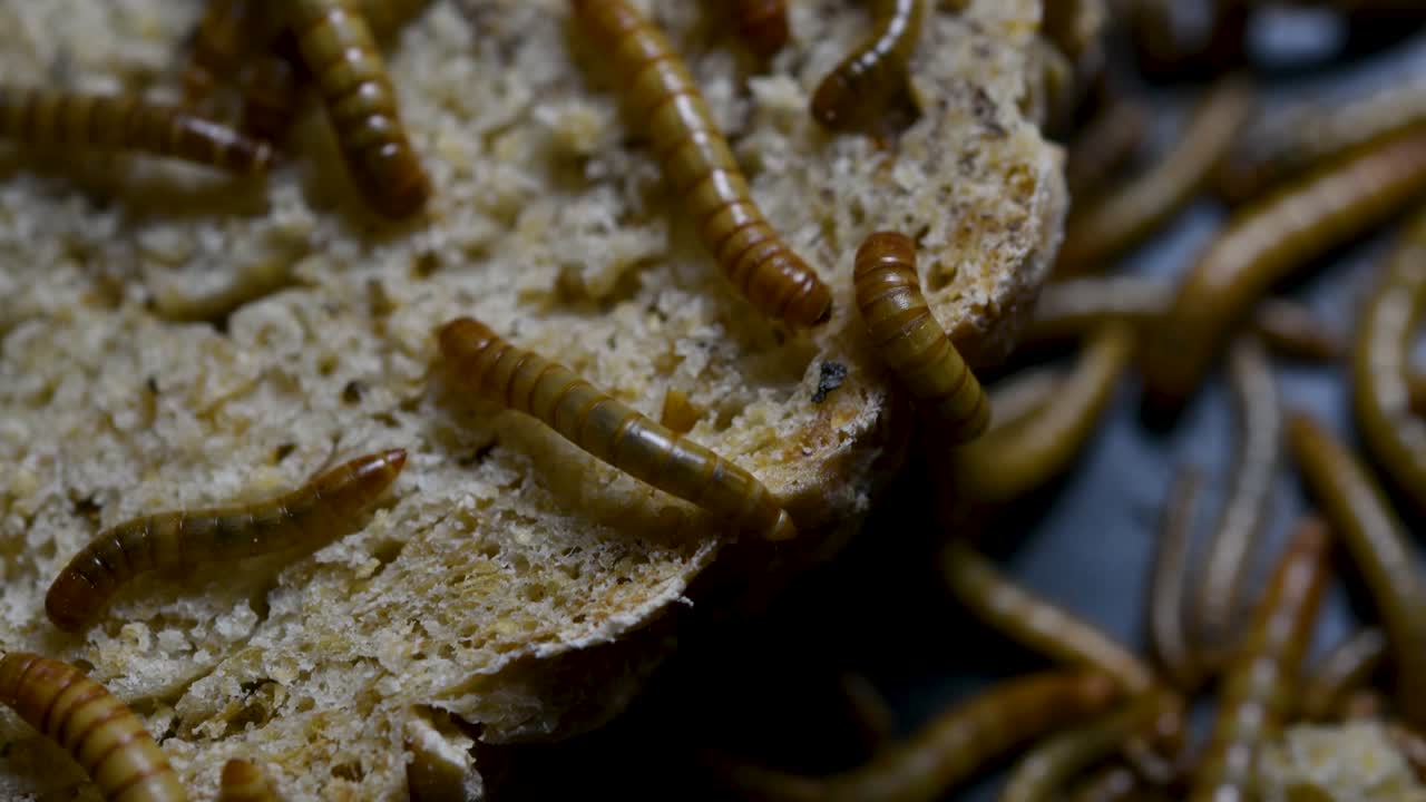 el gusano de la harina es una especie de escarabajo oscuro que se usa para alimentar mascotas como peces, serpientes, pájaros y ranas