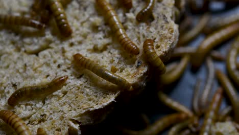 the mealworm is a species of darkling beetle used to feed pets like fish, snakes, birds, and frogs