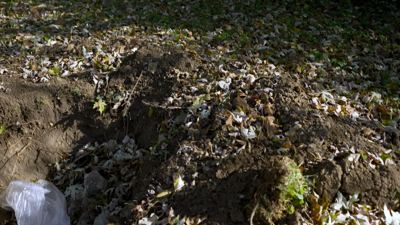 pessoa com pá enterrando pilha de usd em saco plástico no quintal, câmera lenta movendo-se para trás