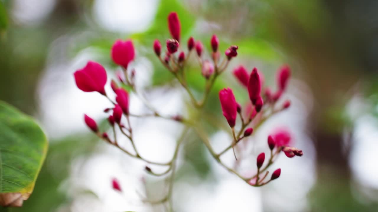 primer plano de las flores rosas