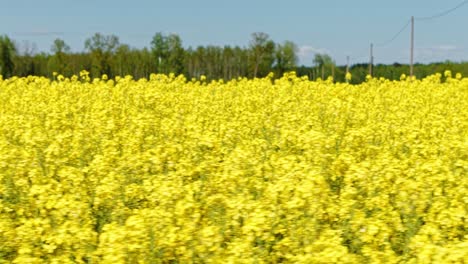 rapeseed crop at peak bloom stretching under blue sky