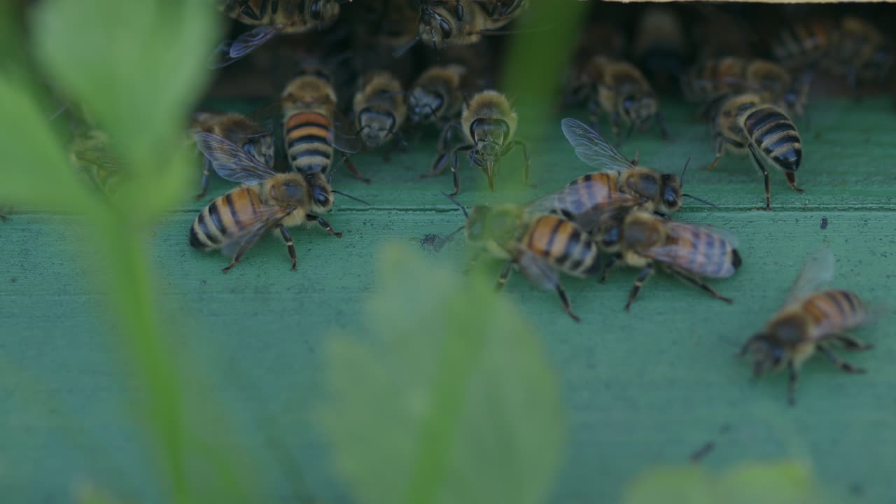 fascinante vista de las abejas melíferas rayadas arrastrándose alrededor de la entrada de la colmena