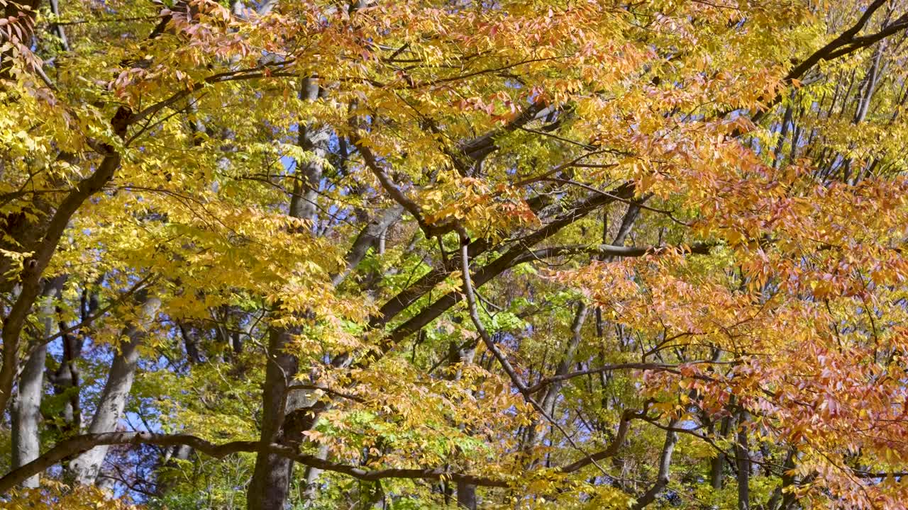 impresionante vista en cámara lenta de árboles de colores vibrantes de otoño con hojas que caen