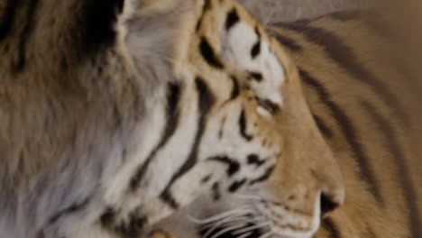 extreme close up of a tiger face looking around