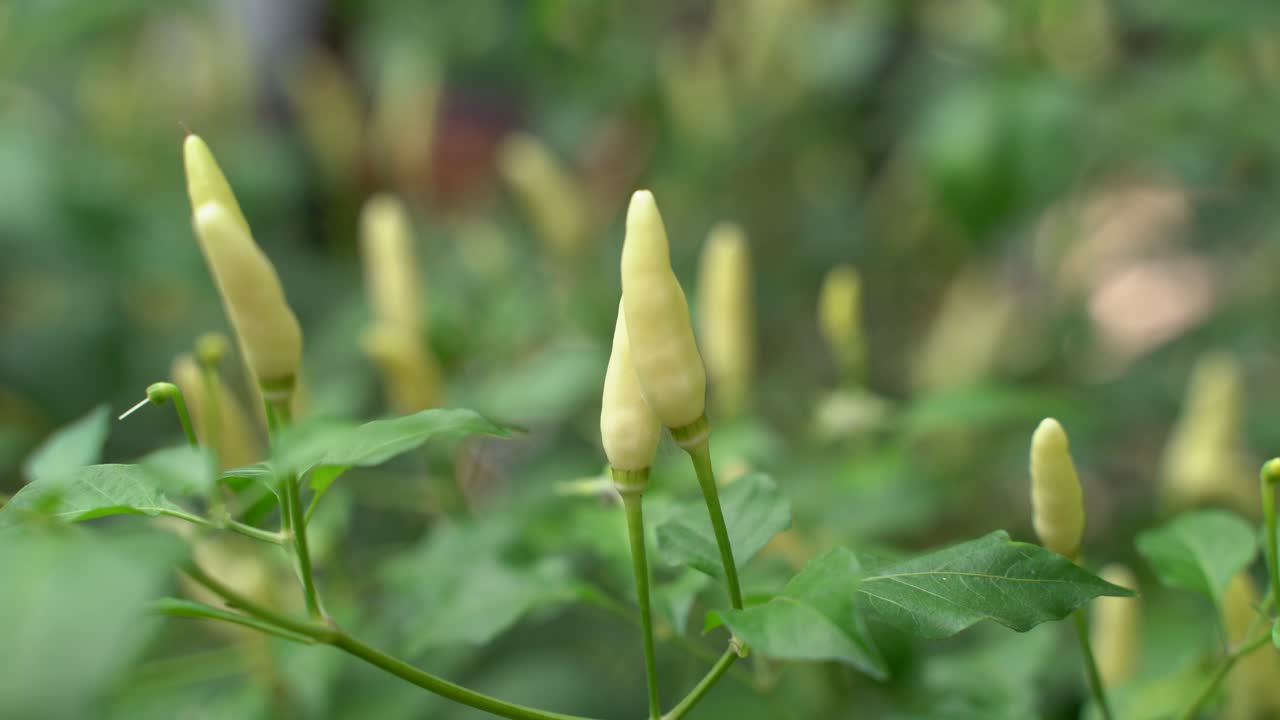 fruta de chile de diferentes colores en el árbol