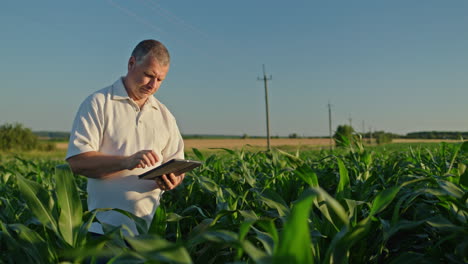 farmer using tablet in cornfield