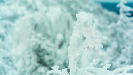 snowy mountain peaks and frozen forest