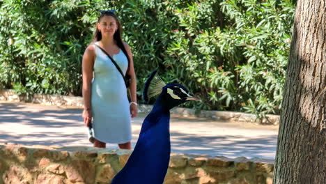 Young-woman-watching-a-peacock-at-the-Attica-Zoological-Park-near-Athens,-Greece