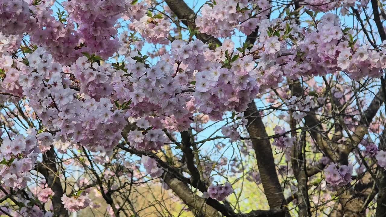 A sea of pink blossoms: The Japanese flowering cherry tree in spring