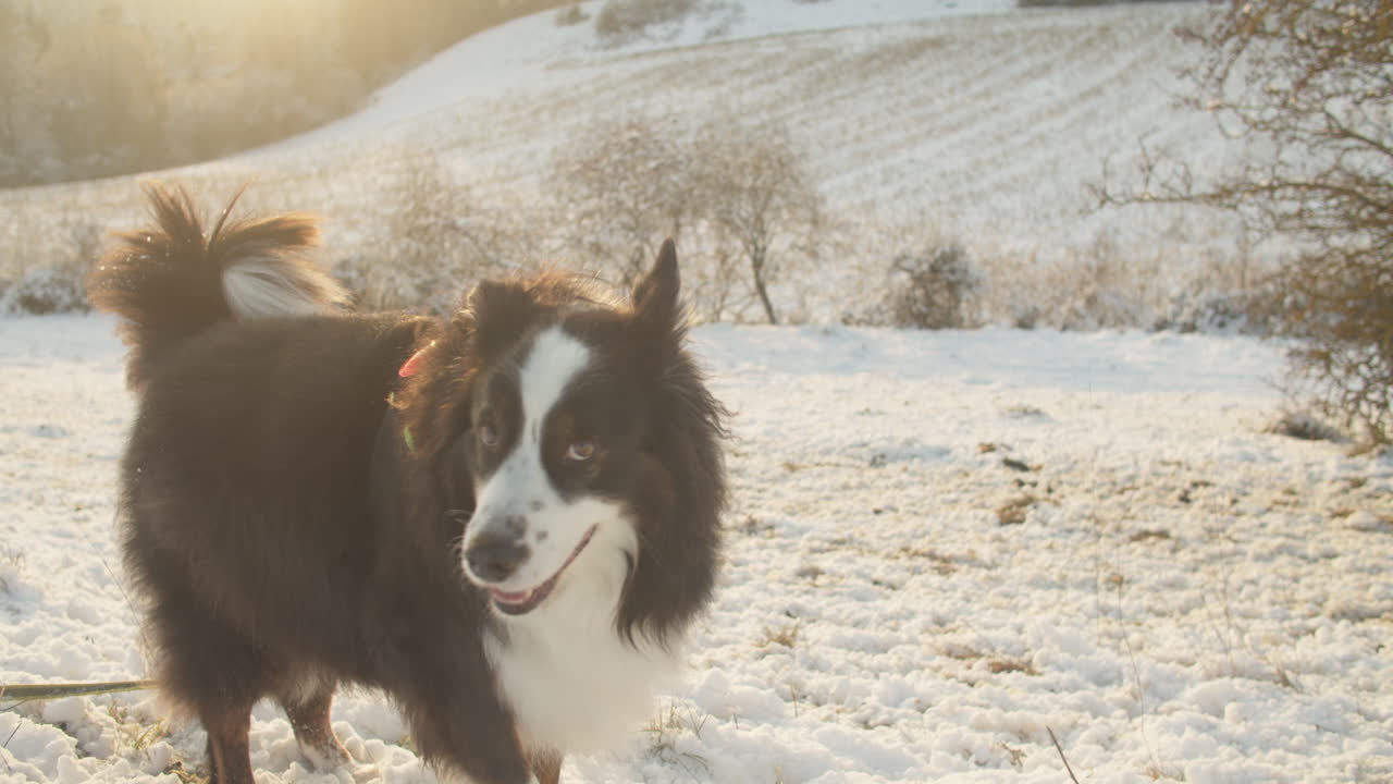 Filmatisk bilde av en australsk gjeterhund som står og skraper i bakken på et snødekt jorde.