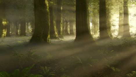 sunlight piercing through misty forest trees