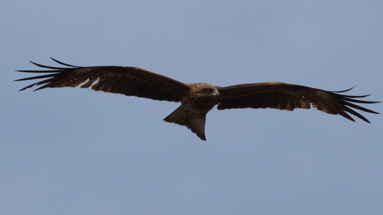 Un nibbio bruno, un rapace, plana e si libra contro un cielo azzurro limpido.