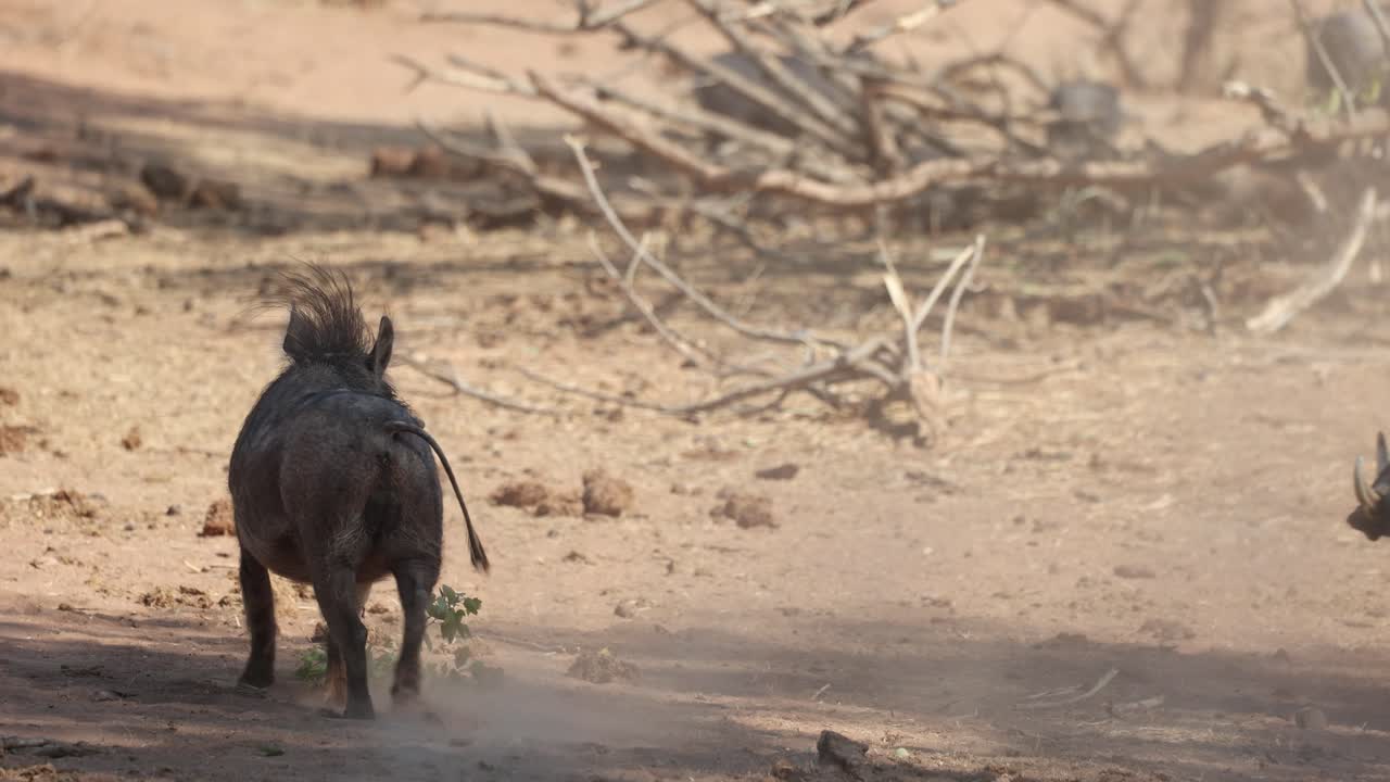 A male warthog throwing sand with his snout onto his opponent, Tuli Botswana.
