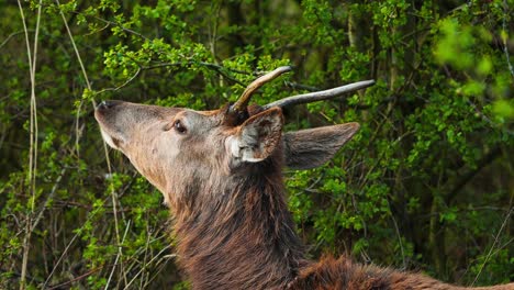 Eine-Nahaufnahme-Eines-Hirsches,-Der-Blätter-Von-Den-Ästen-Eines-Baumes-Frisst