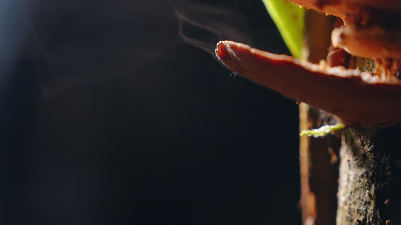 Hidden in the rainforest shadows, bracket fungus breathes out a soft burst of spores at night.