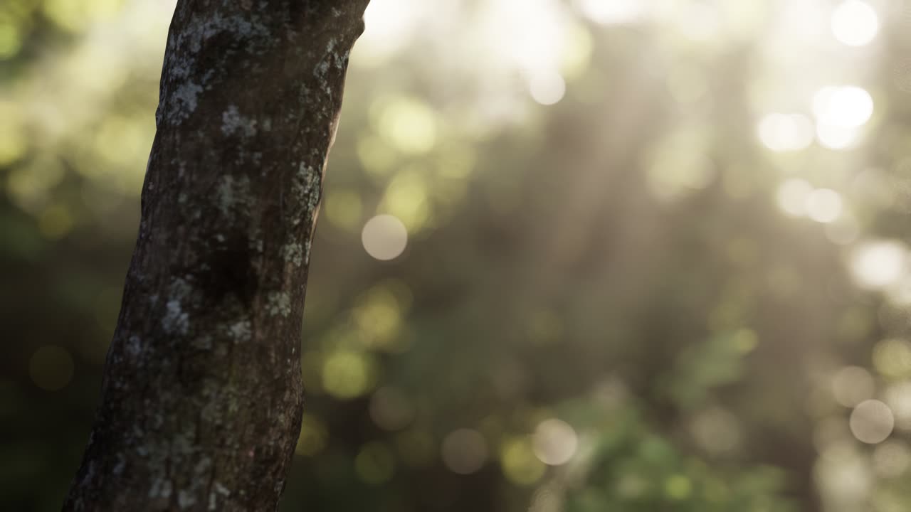 이른 아침 에 안개 가 가득 한 숲
