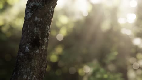 foggy forest in early morning