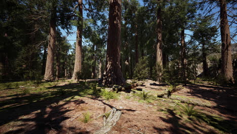 enormes secuoyas ubicadas en el parque nacional de la secuoya