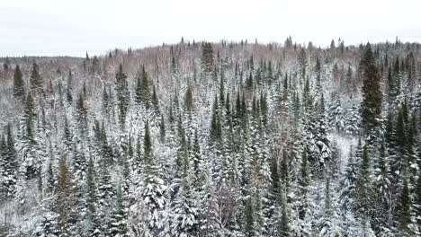 frozen white icey trees forest in northern canada - drone 4k aerial