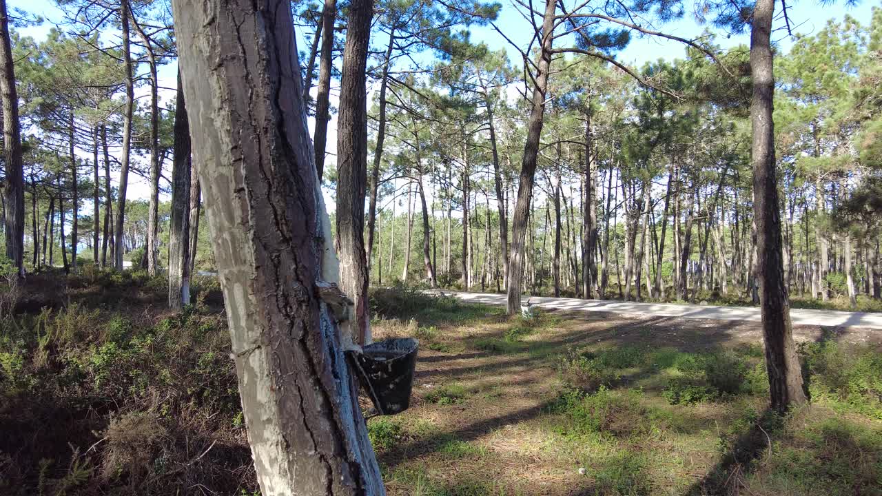 Pine tree forest with sap collecting containers attached to tree trunks
