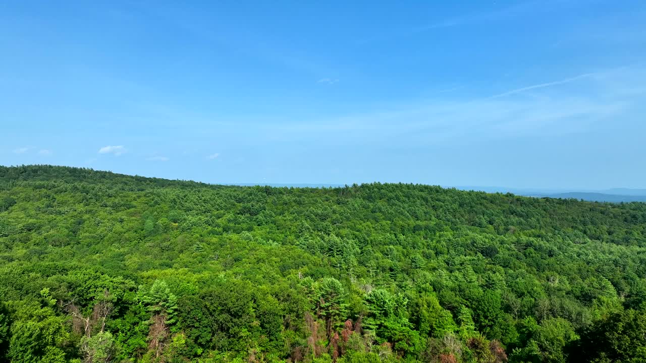 Drone pans across unbroken green canopy in bright summer light