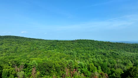 drone pans across unbroken green canopy in bright summer light