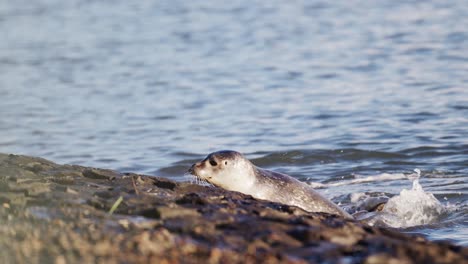 El-Niño-De-La-Foca-Común-Lucha-Por-Salir-Del-Agua-En-La-Ladera-Rocosa-En-El-Mar-Del-Norte,-Alemania