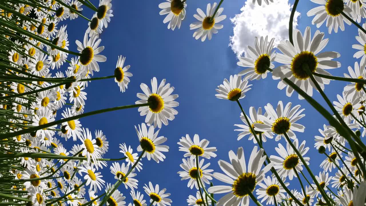 Video con ripresa dal basso di margherite su un cielo blu, per catturare una prospettiva vivace dal basso verso l’alto