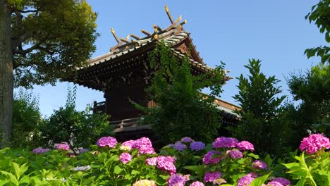 Stunning-cinematic-view-at-Japanese-shrine-with-full-bloom-hydrangea