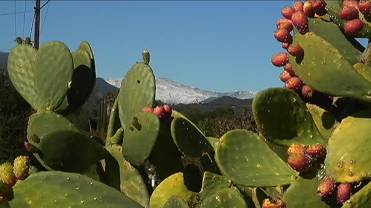 밝은 태양 빛에 선인장 목욕