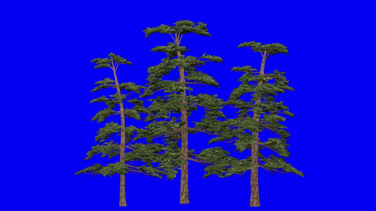 3D huangshan pine tree cluster with wind effect on blue screen 3D animation