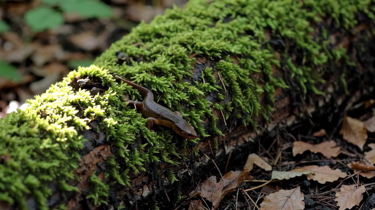 lagarto en un tronco de musgo en un bosque