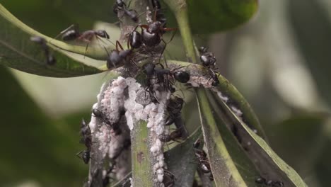 ants and mealybugs on a plant