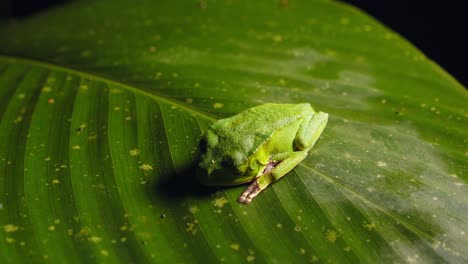 peru’s rainforest shelters a lone green hylidae frog relaxing on a large glossy tropical leaf.