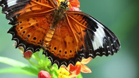 a detailed view of a butterfly with striking orange and black wings resting on colorful flowers.