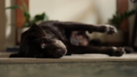 Perro-Viejo-Durmiendo-Y-Rascándose