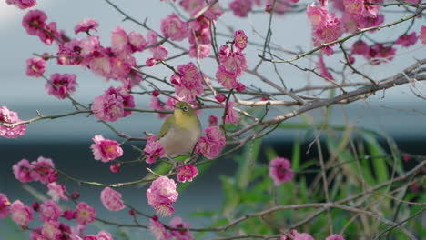 warbling white-eye bird sucking nectar from blooming pink flowers of a plum tree the fly away