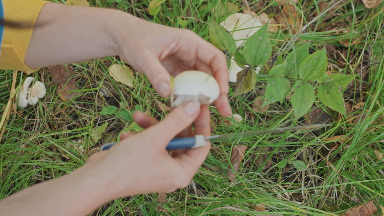 Woman cleaning wild mushrooms in grass, precision trimming with small knife, closeup hands shaping stems, careful inspection on forest floor, prep for camp meal, skillful field technique, autumn