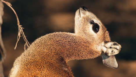 Vertikale-Ansicht-Der-Klippspringer-Antilope-In-Afrika