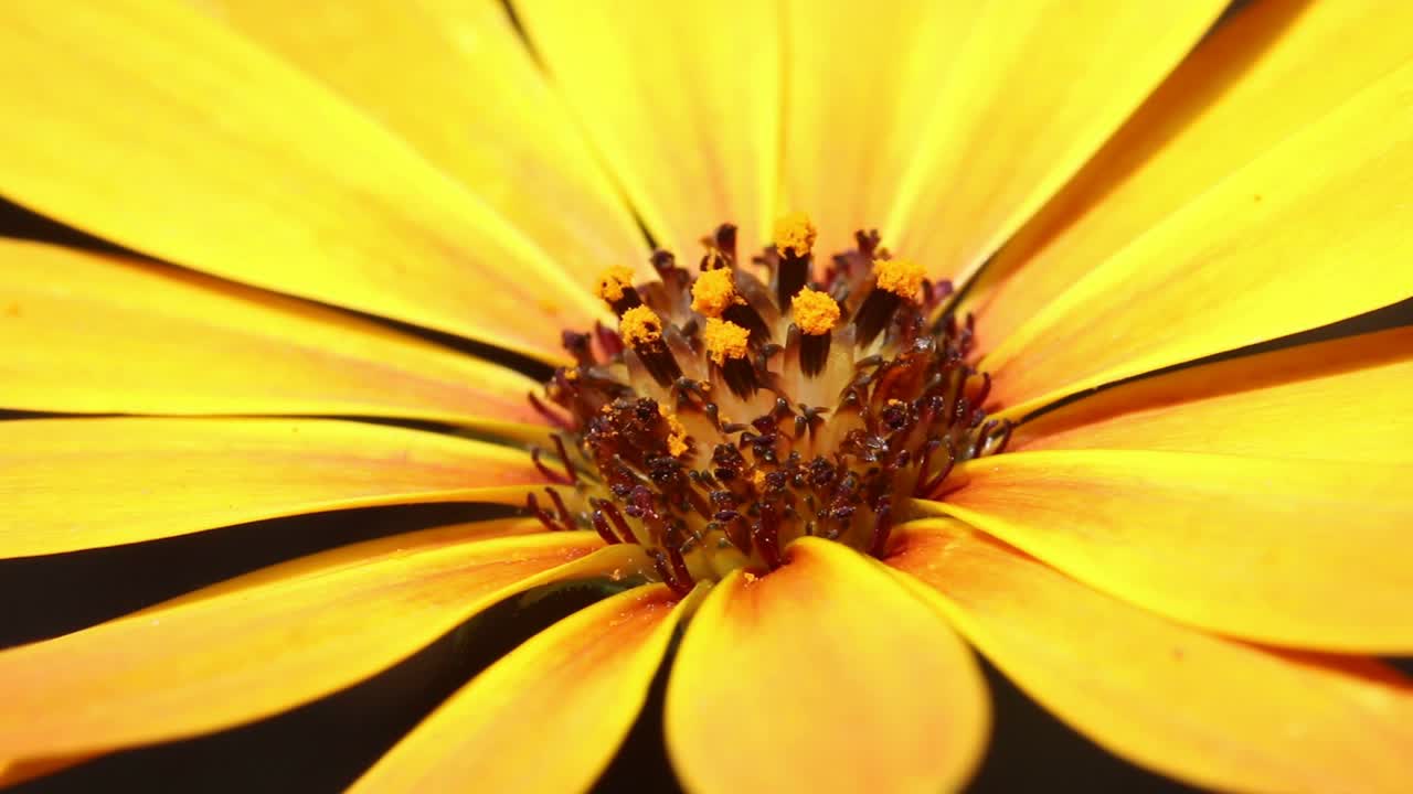 primer plano de una flor de jardín de color amarillo brillante